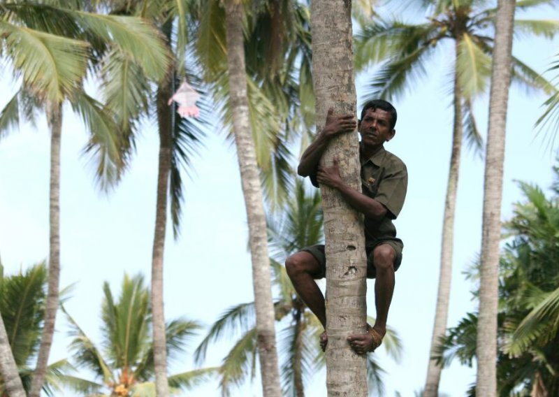 Na Šri Lanki si bogat ako imaš dvije kokosove palme i kravu